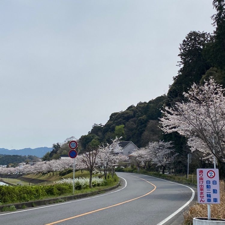 yoshimisaさんが投稿した石山寺の桜に関する口コミの画像