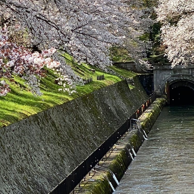 yoshimisaさんが投稿した琵琶湖疏水の桜に関する口コミの画像