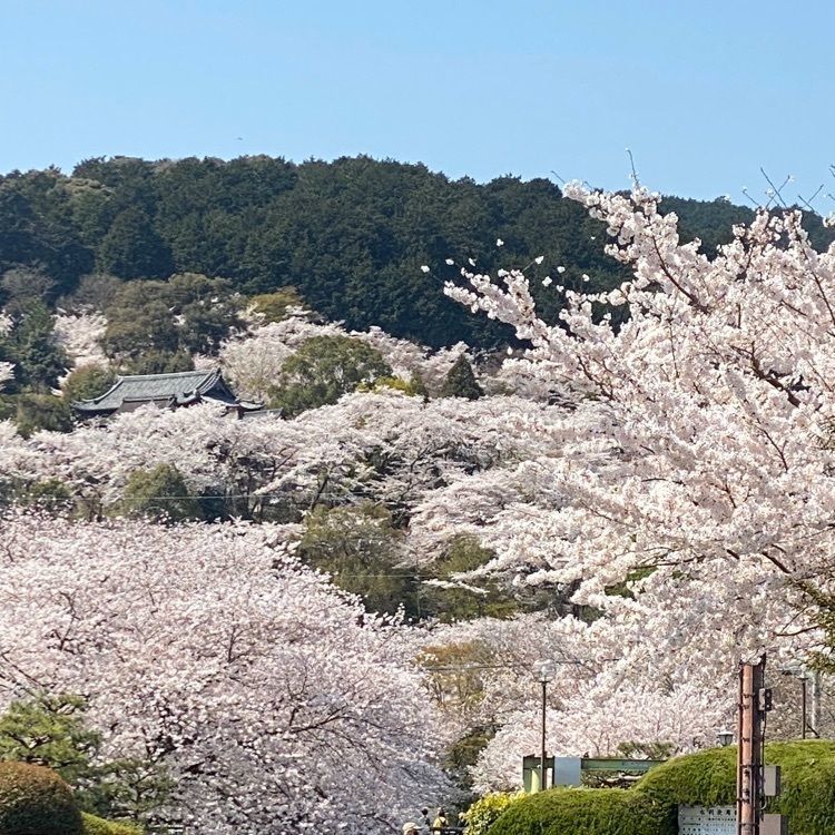 yoshimisaさんが投稿した琵琶湖疏水の桜に関する口コミの画像