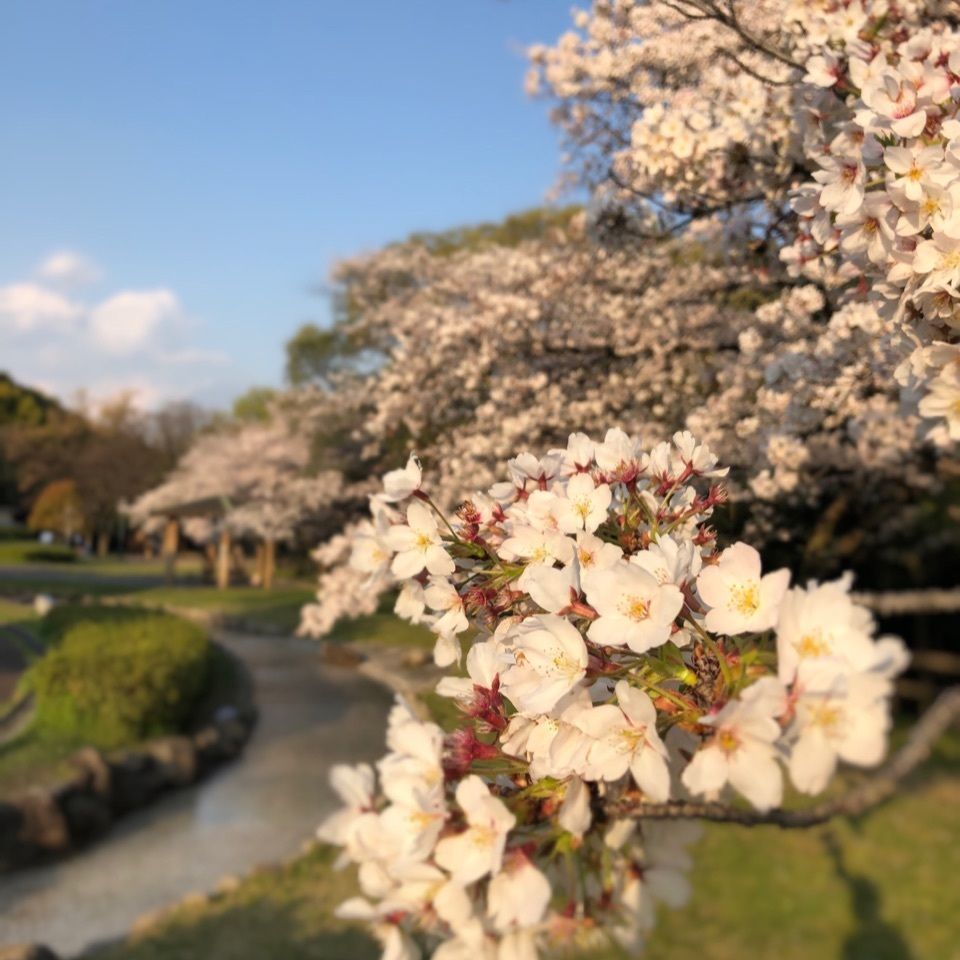 みどうさんが投稿した二子山古墳に関する口コミの画像