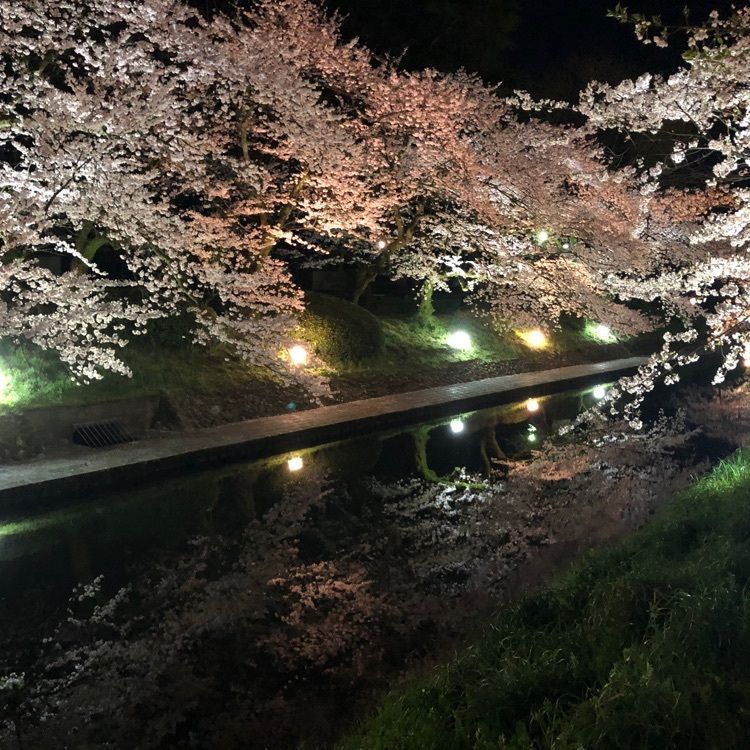 tuneさんが投稿した磯部堤・松川べりの桜に関する口コミの画像