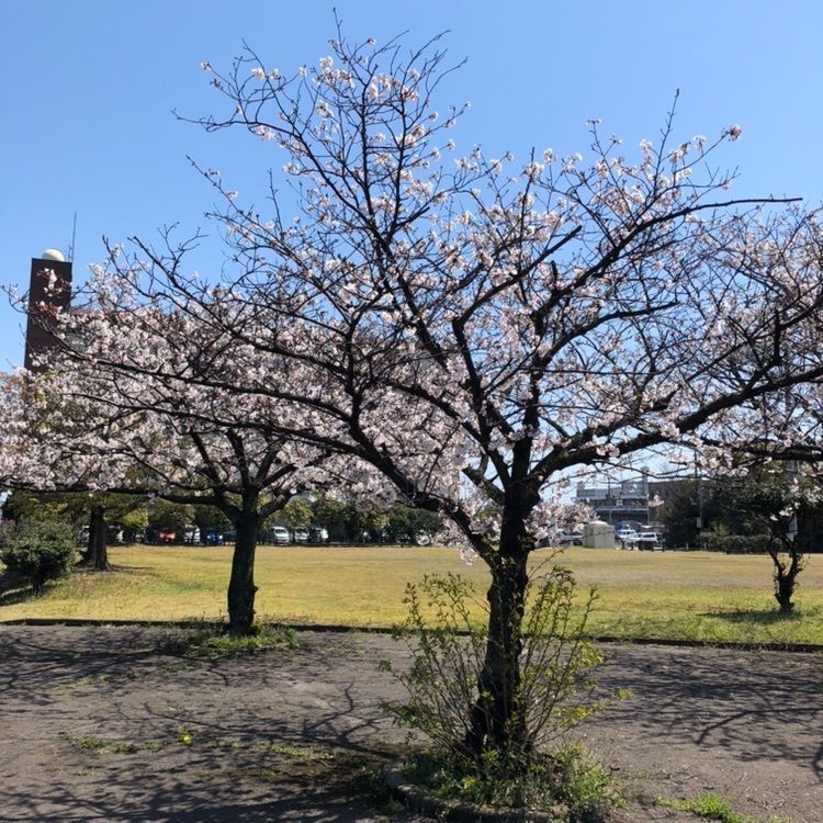 modern_museum_c356さんが投稿した日岡公園に関する口コミの画像