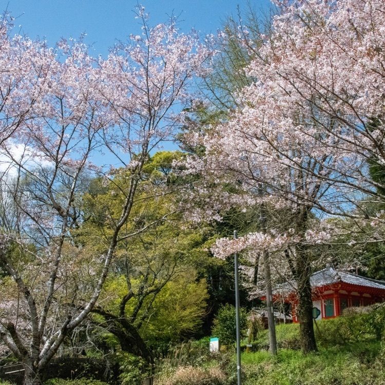 mauge850さんが投稿した小野泉水公園に関する口コミの画像