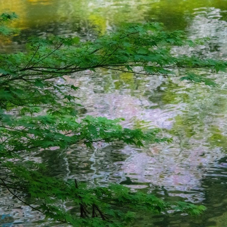 mauge850さんが投稿した小野泉水公園に関する口コミの画像
