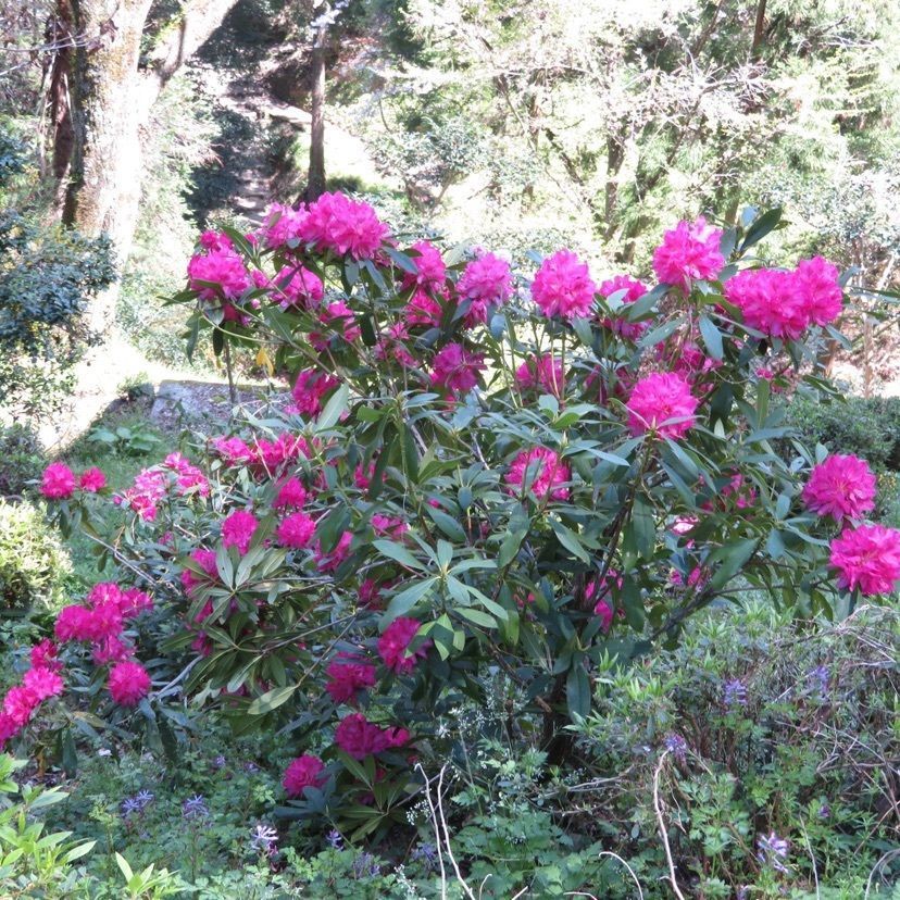 メリーさんが投稿した丸山公園（愛媛県大洲市）に関する口コミの画像