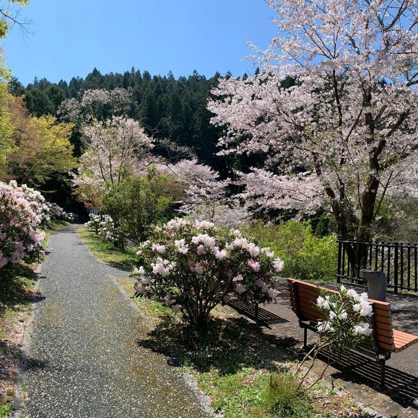 メリーさんが投稿した丸山公園（愛媛県大洲市）に関する口コミの画像