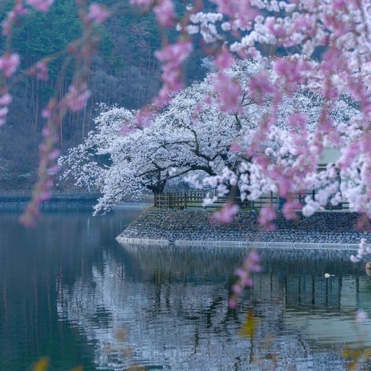 ＤＪゴン太さんが投稿した松本城の桜に関する口コミの画像