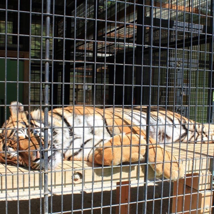 ＤＪゴン太さんが投稿した大内山動物園に関する口コミの画像
