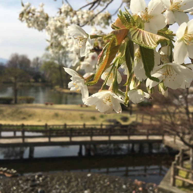 しょうさんが投稿した黒磯公園に関する口コミの画像