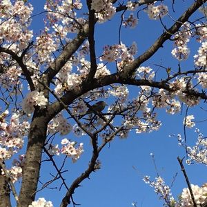 半田市観光協会 6枚目