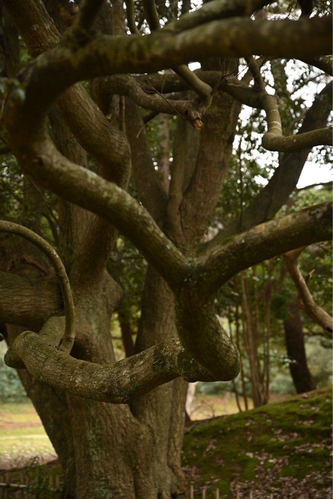 佳さんが投稿した松江神社に関する口コミの画像