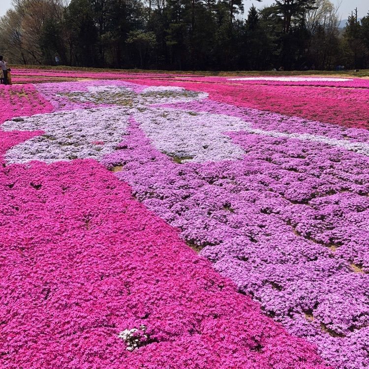 junkunさんが投稿した花夢の里ロクタンに関する口コミの画像