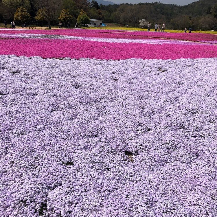 junkunさんが投稿した花夢の里ロクタンに関する口コミの画像