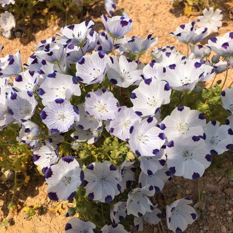 junkunさんが投稿した花夢の里ロクタンに関する口コミの画像