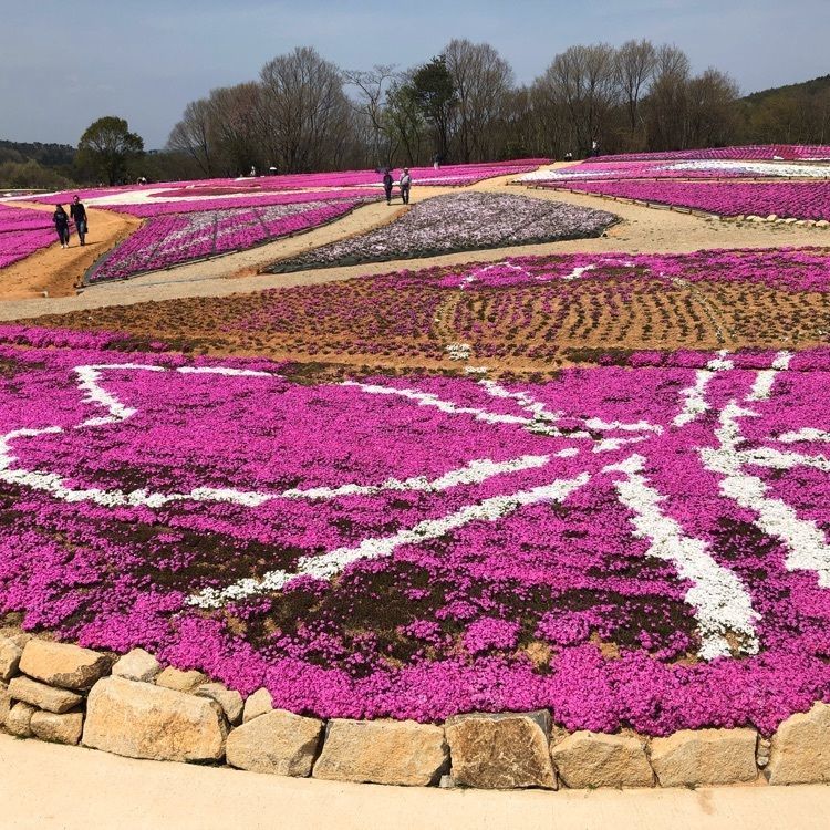junkunさんが投稿した花夢の里ロクタンに関する口コミの画像