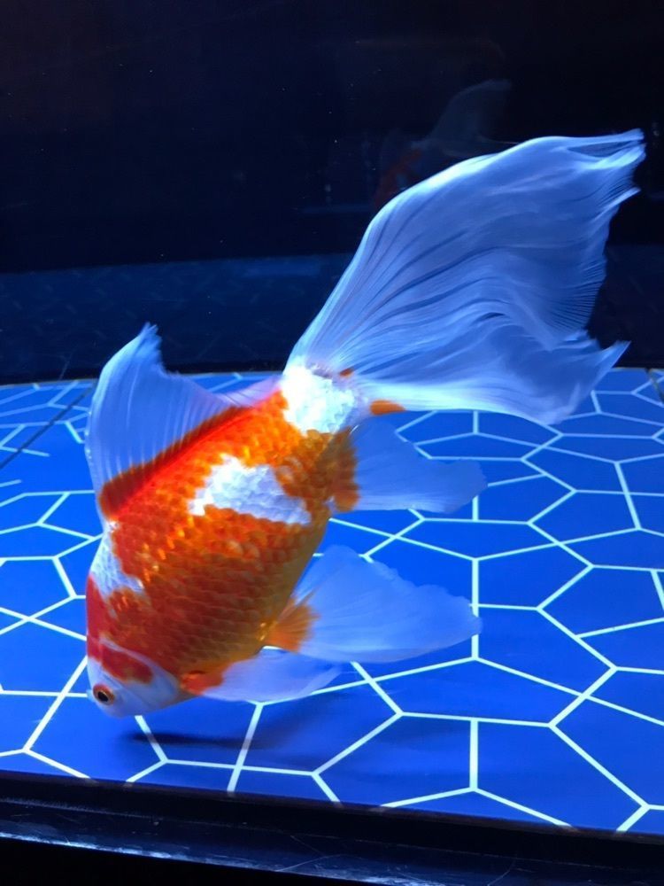 MICHIさんが投稿したペンギンカフェ（Penguin Cafe）に関する口コミの画像