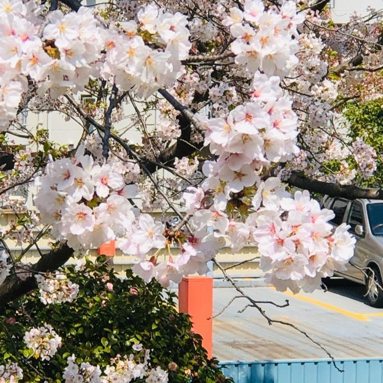 rural_anniversary_51adさんが投稿した久良岐公園に関する口コミの画像