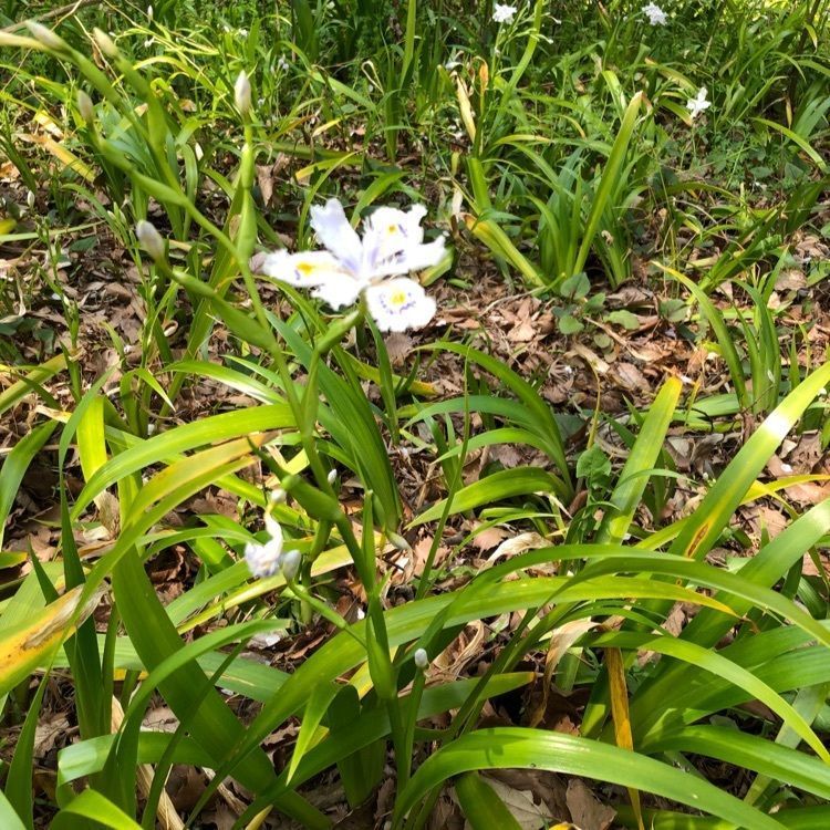 rural_anniversary_51adさんが投稿した久良岐公園に関する口コミの画像