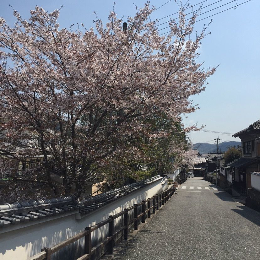 joyful_tourismさんが投稿した龍野公園の桜に関する口コミの画像