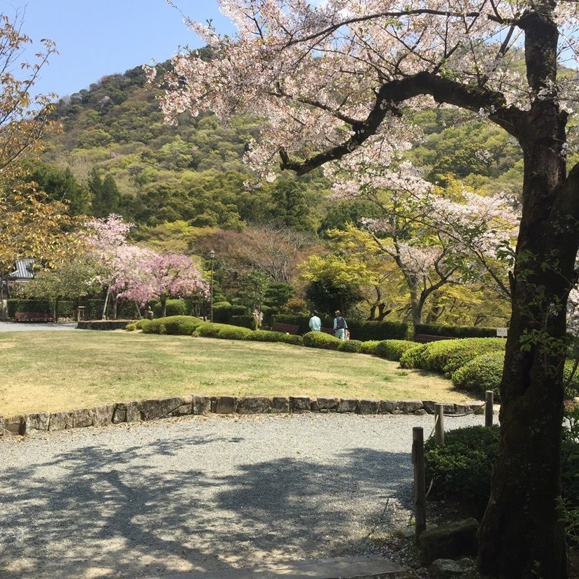 joyful_tourismさんが投稿した龍野公園の桜に関する口コミの画像