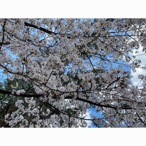 バードツリー 千里南公園（bird tree） 6枚目