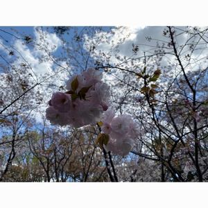 バードツリー 千里南公園（bird tree） 7枚目