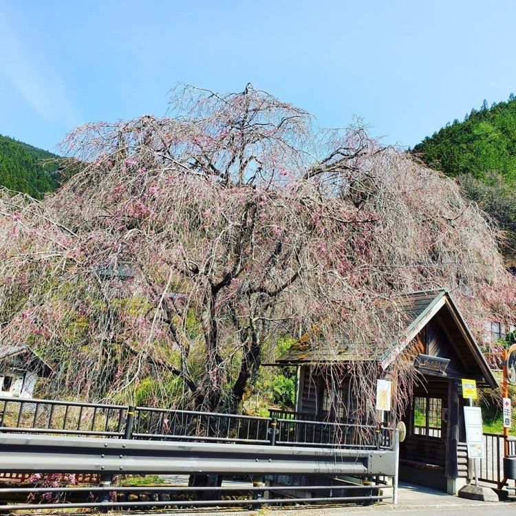 ＤＪゴン太さんが投稿した民宿かんづくり荘に関する口コミの画像