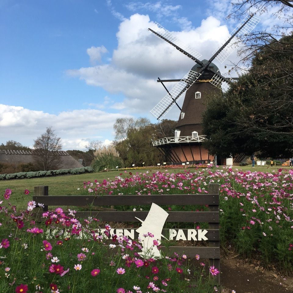 #アンデルセン公園 #コスモス #秋 #秋晴れ