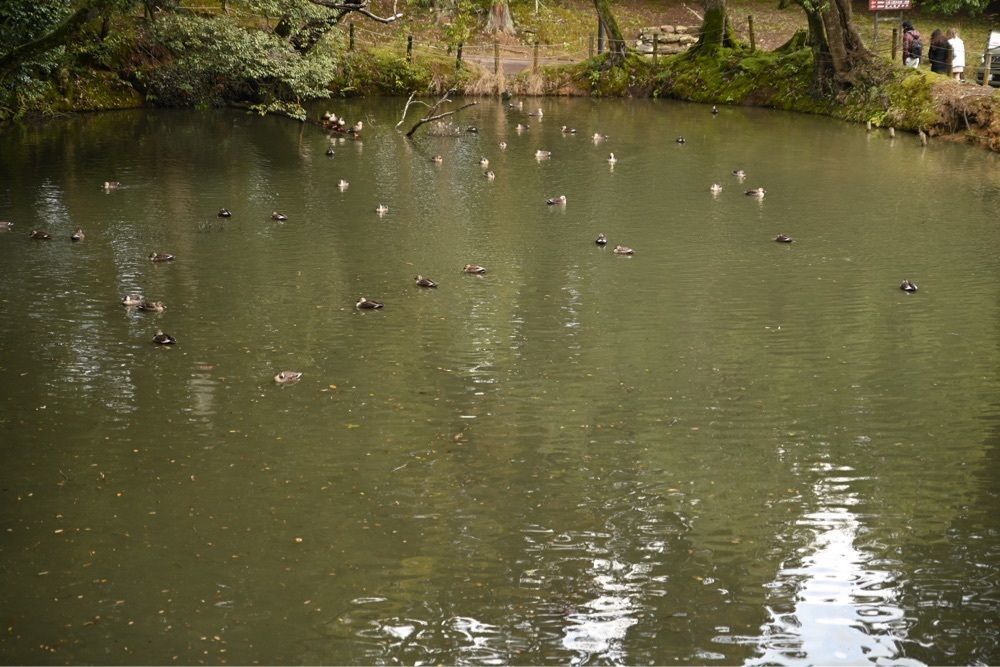 佳さんが投稿した松江城山公園の桜に関する口コミの画像