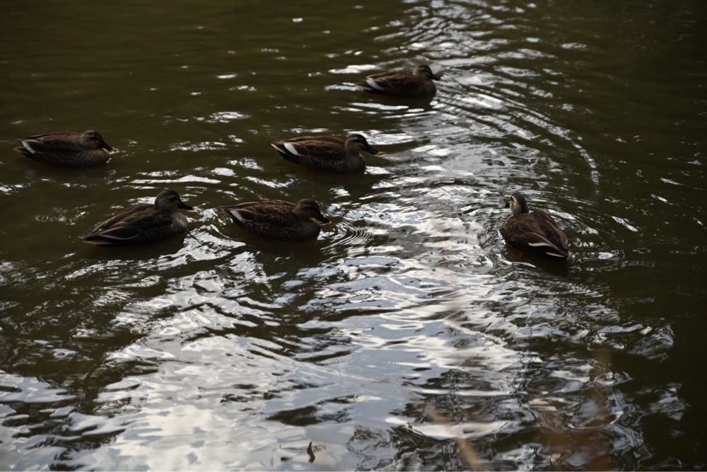 佳さんが投稿した松江城山公園の桜に関する口コミの画像