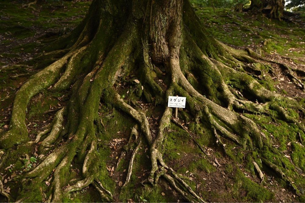 佳さんが投稿した松江城山公園の桜に関する口コミの画像