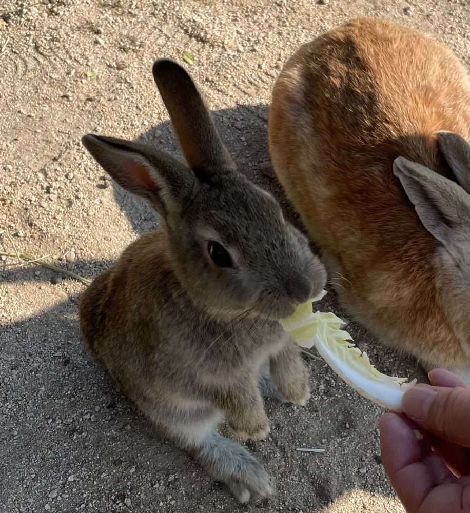 みーなの画像