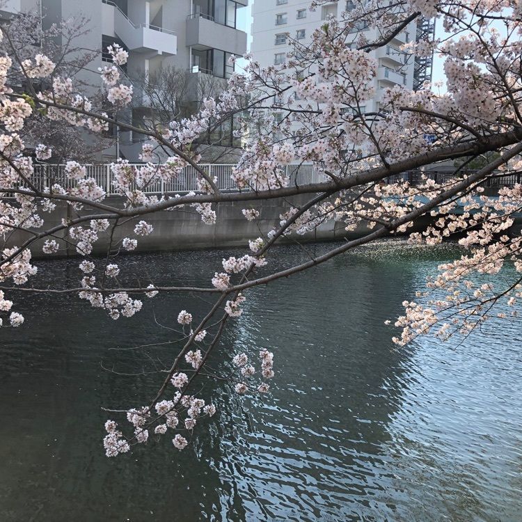 Akemiさんが投稿したホームセンター コーナン 江東深川店に関する口コミの画像