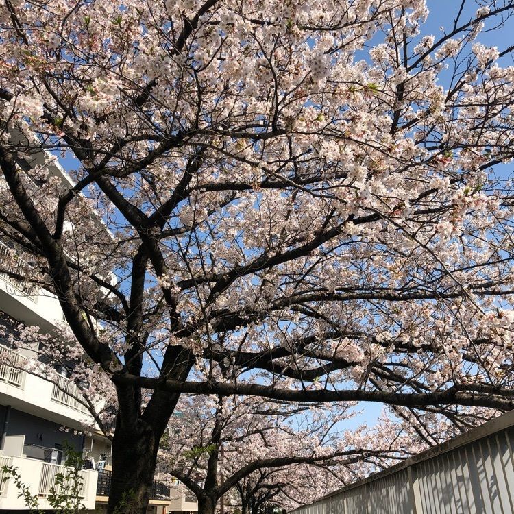 Akemiさんが投稿したホームセンター コーナン 江東深川店に関する口コミの画像