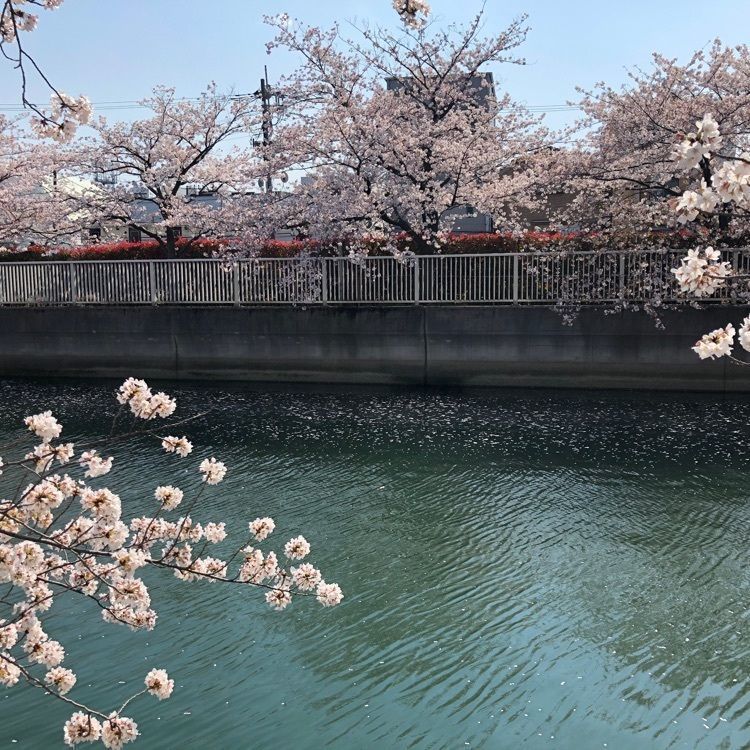 Akemiさんが投稿したホームセンター コーナン 江東深川店に関する口コミの画像