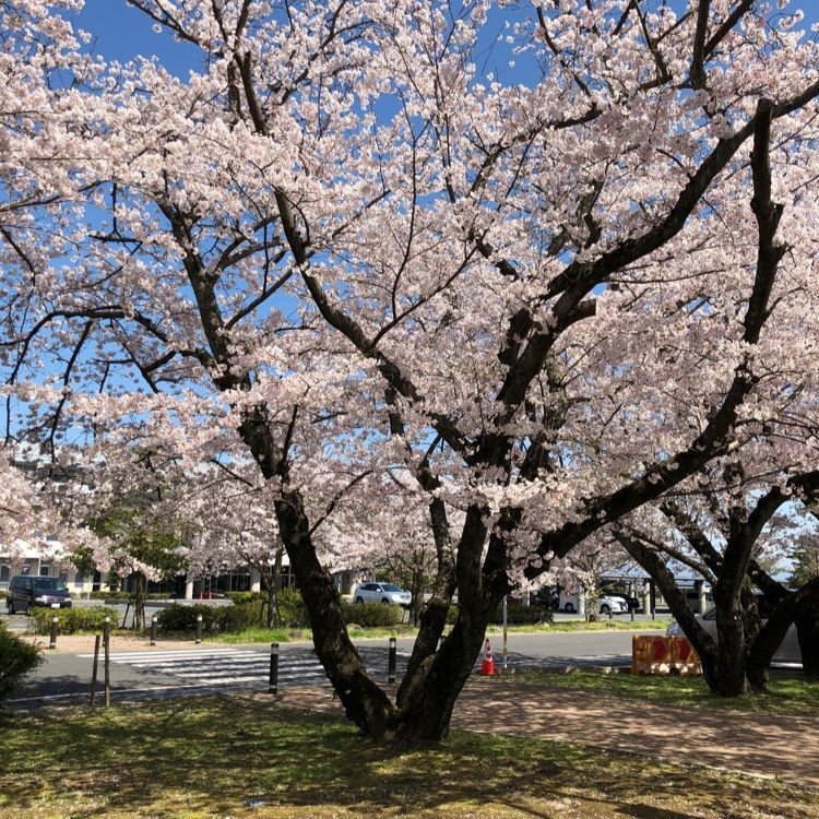 sanaebabyさんが投稿した大貞公園に関する口コミの画像