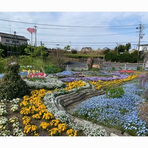 熊野の長フジ（行興寺） 1枚目