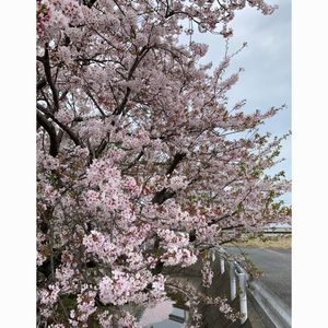 豊田池田の渡し公園 7枚目