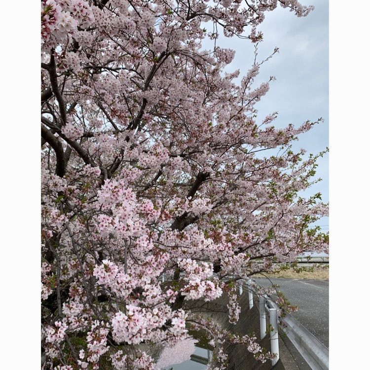 Howl Monさんが投稿した豊田池田の渡し公園に関する口コミの画像