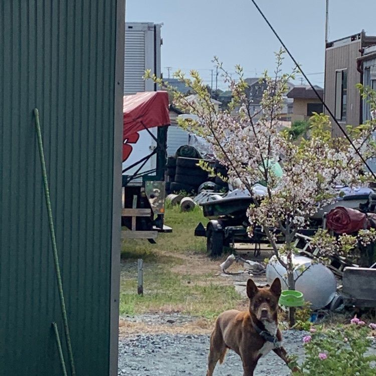 Howl Monさんが投稿した豊田池田の渡し公園に関する口コミの画像