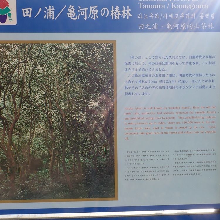 ざんぎさんが投稿した久賀島のツバキ原始林に関する口コミの画像