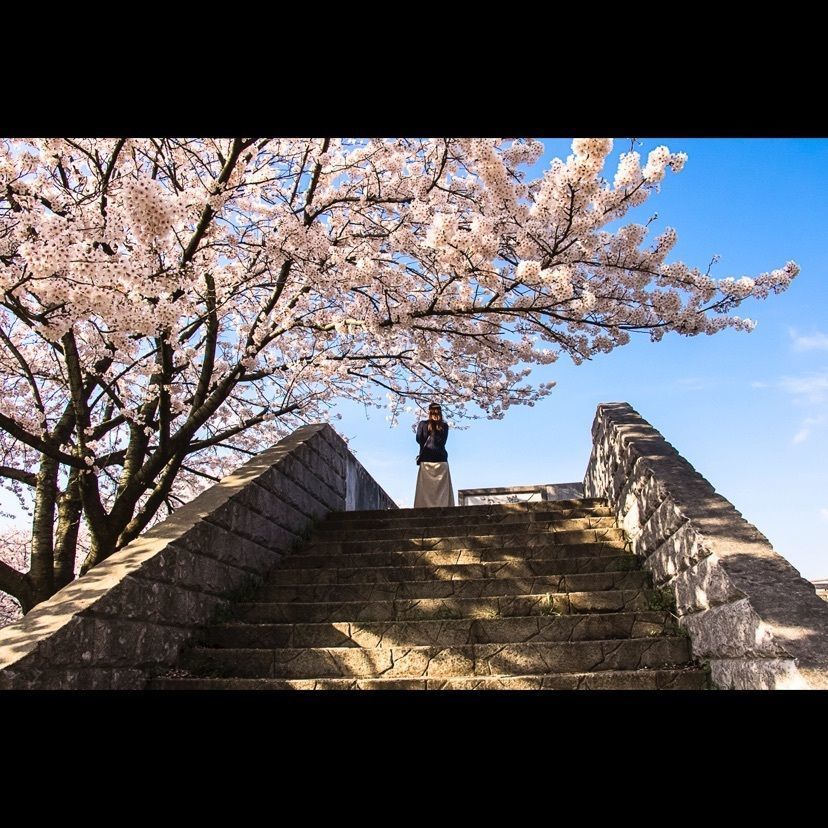 Hide Ichinoseさんが投稿した加治川治水記念公園・加治川堤の桜に関する口コミの画像