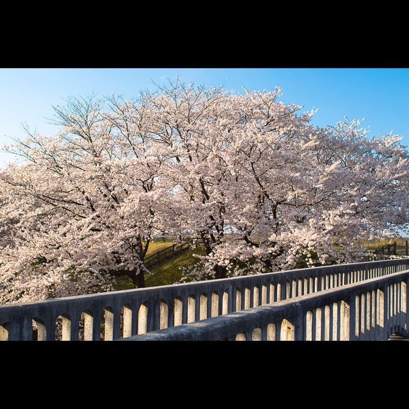 Hide Ichinoseさんが投稿した加治川治水記念公園・加治川堤の桜に関する口コミの画像