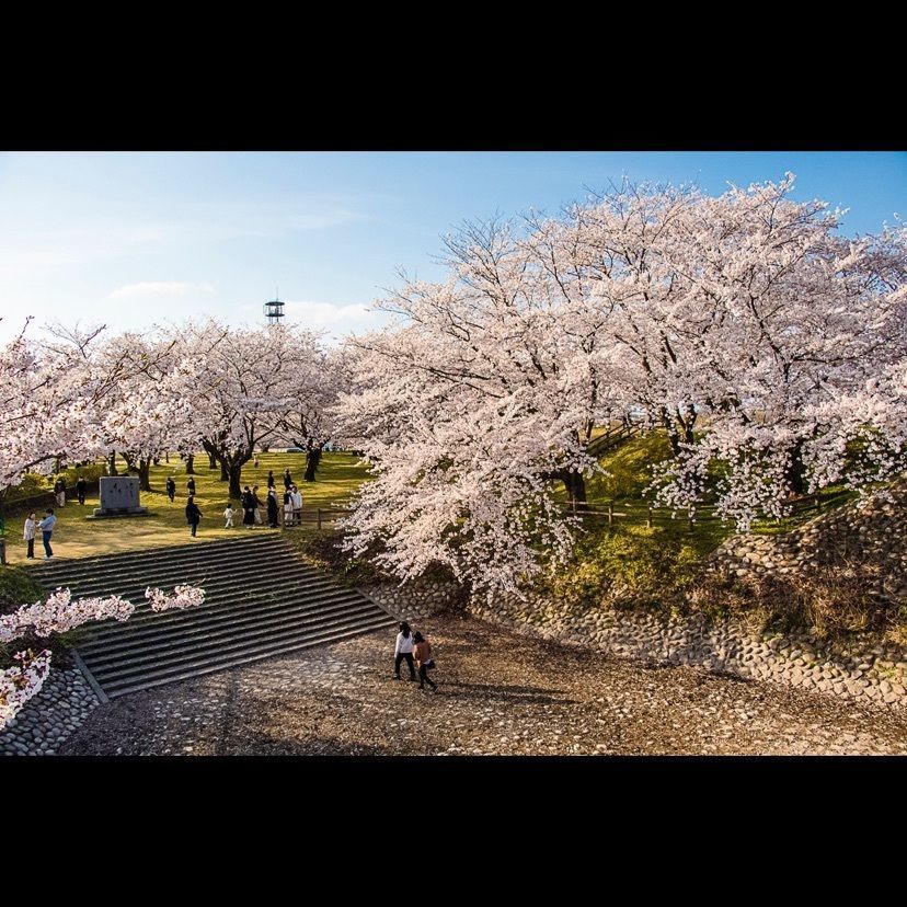 Hide Ichinoseさんが投稿した加治川治水記念公園・加治川堤の桜に関する口コミの画像