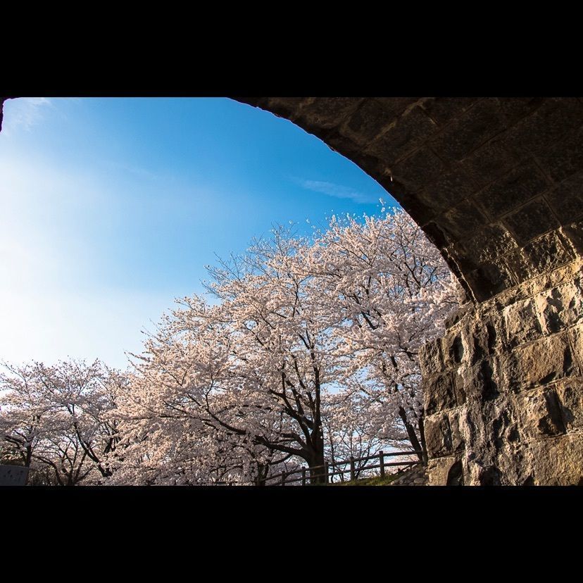 Hide Ichinoseさんが投稿した加治川治水記念公園・加治川堤の桜に関する口コミの画像