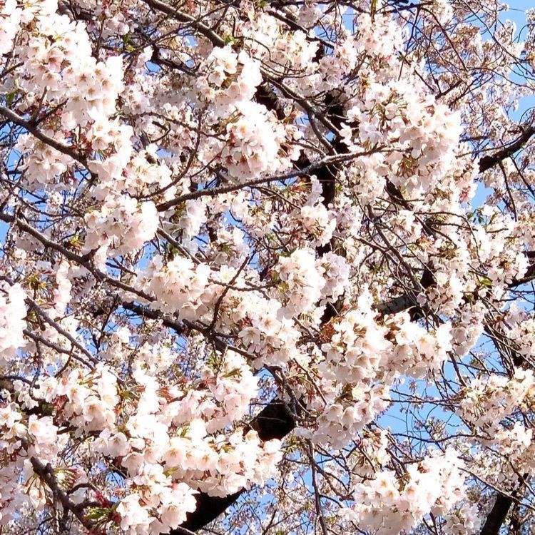 ＤＪゴン太さんが投稿した染井霊園に関する口コミの画像