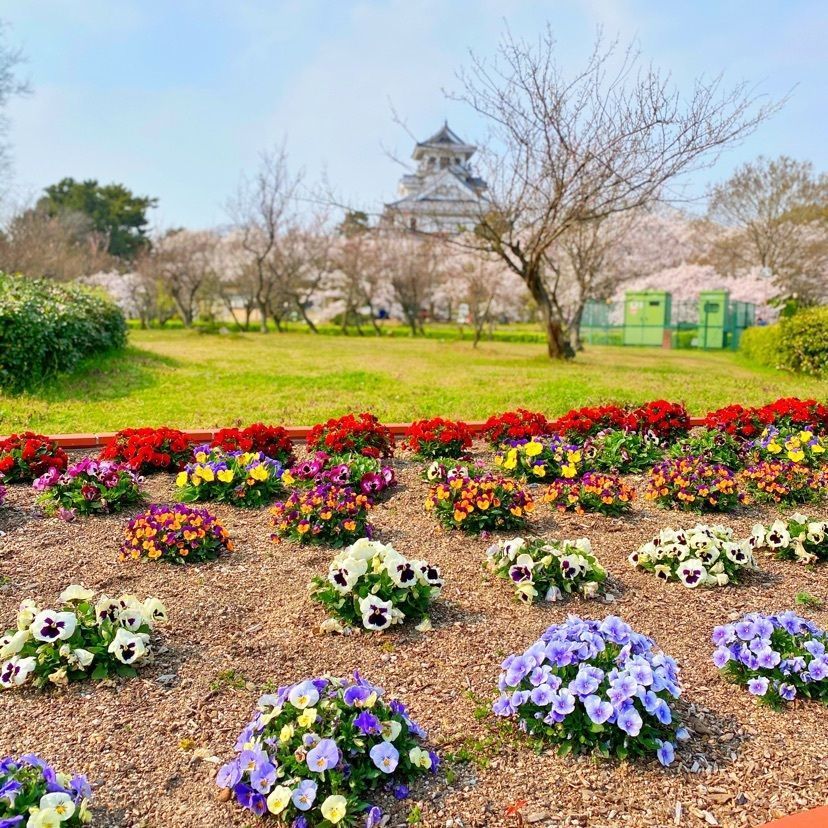 あーちゃんさんが投稿した豊公園のさくらに関する口コミの画像