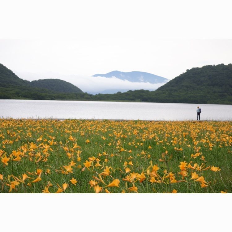 あっけさんが投稿した雄国沼のニッコウキスゲに関する口コミの画像