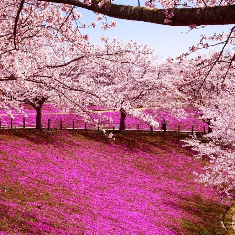 てっつーさんが投稿した牛久大仏に関する口コミの画像