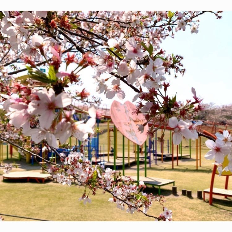 noraさんが投稿した観音池公園に関する口コミの画像